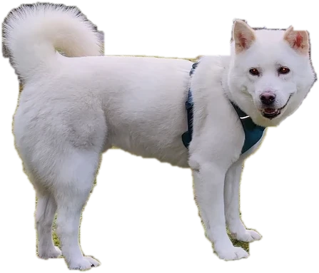 Ranny, a white Korean Jindo, standing on grass